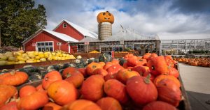 Goebbert's Pumpkin Farm South Barrington