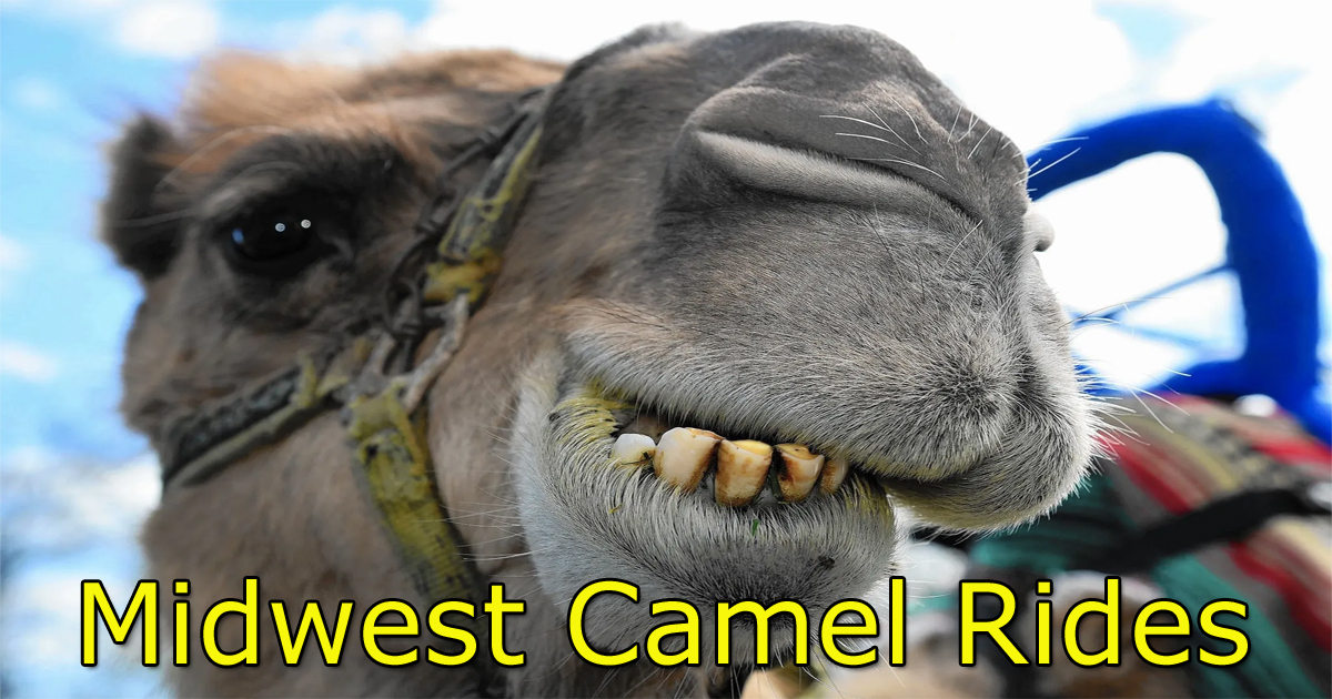 midwest camel rides chicago area