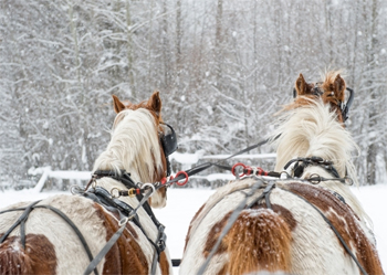 Chicago area horse drawn carriages sleigh rides