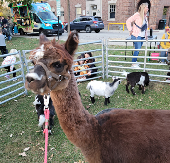 Midwest Petting Zoos