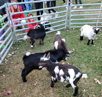 Midwest Petting Zoos