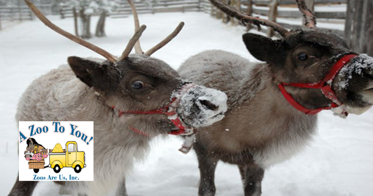 Live Reindeer Rentals Chicago Suburbs