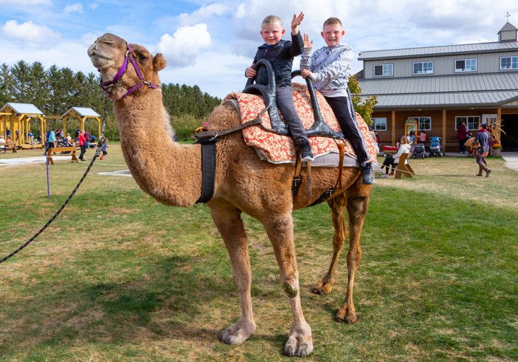 midwest camel and pony rides
