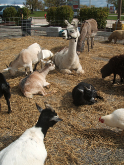 family farm petting zoo near me